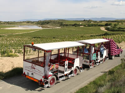 Train among the vineyards